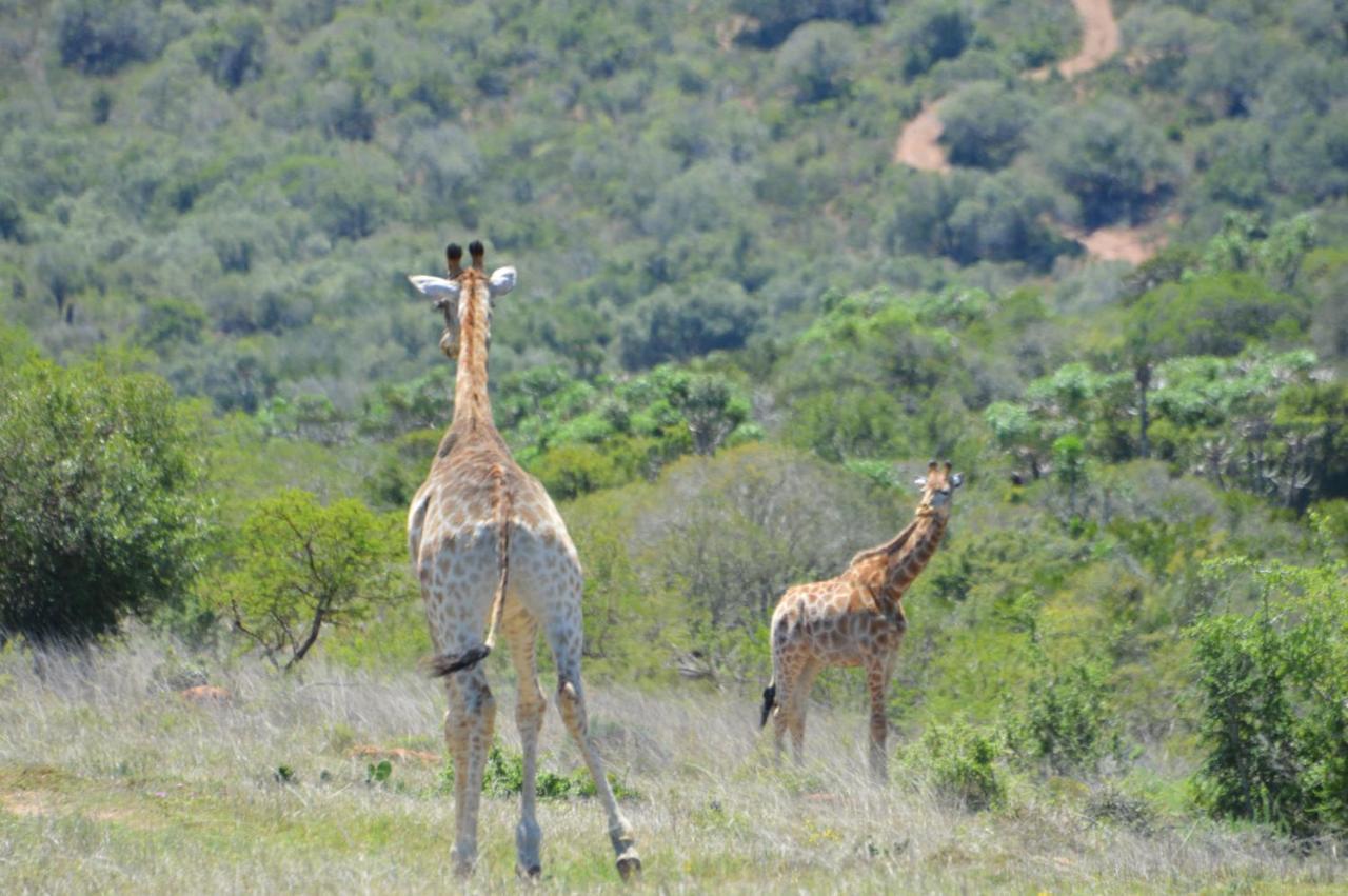 African Safari Lodge Grahamstown Kültér fotó