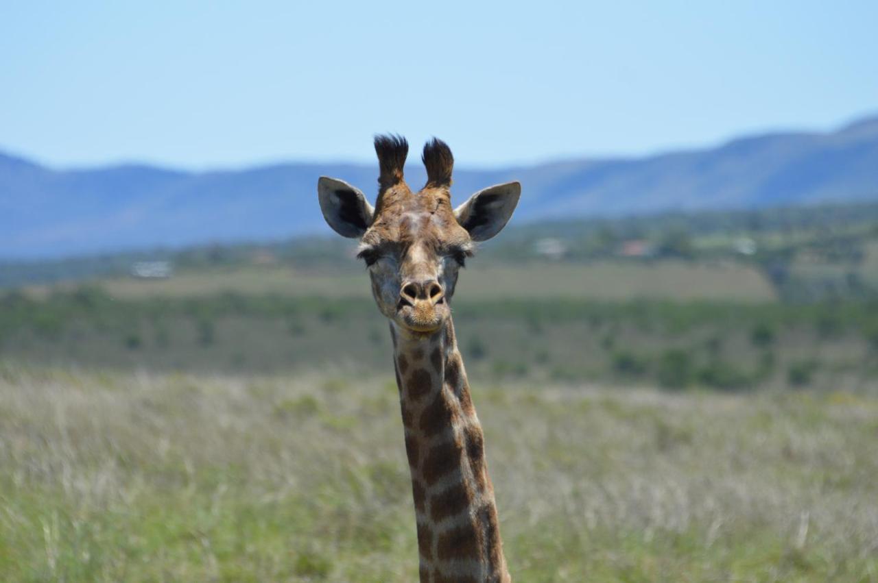 African Safari Lodge Grahamstown Kültér fotó
