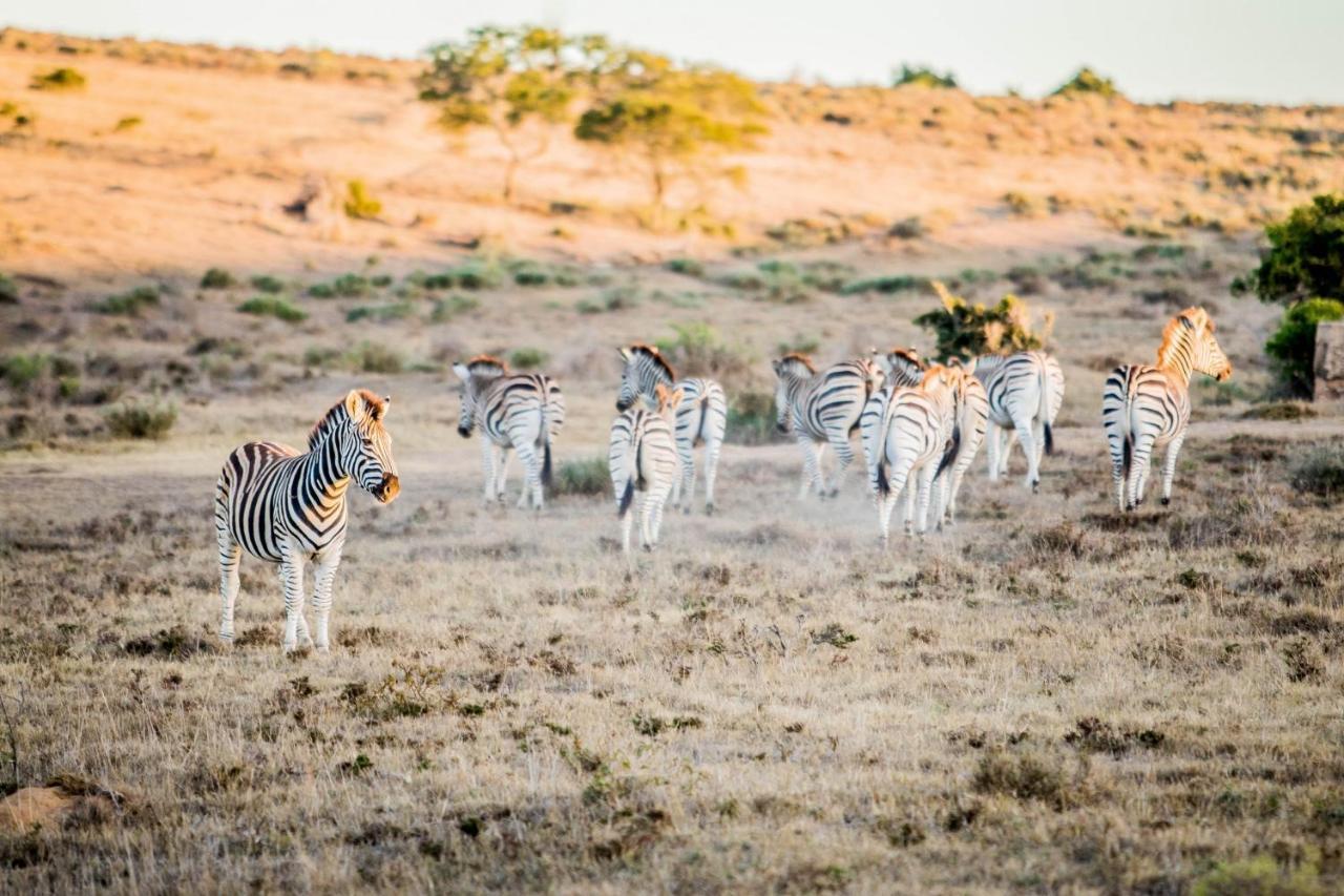 African Safari Lodge Grahamstown Kültér fotó