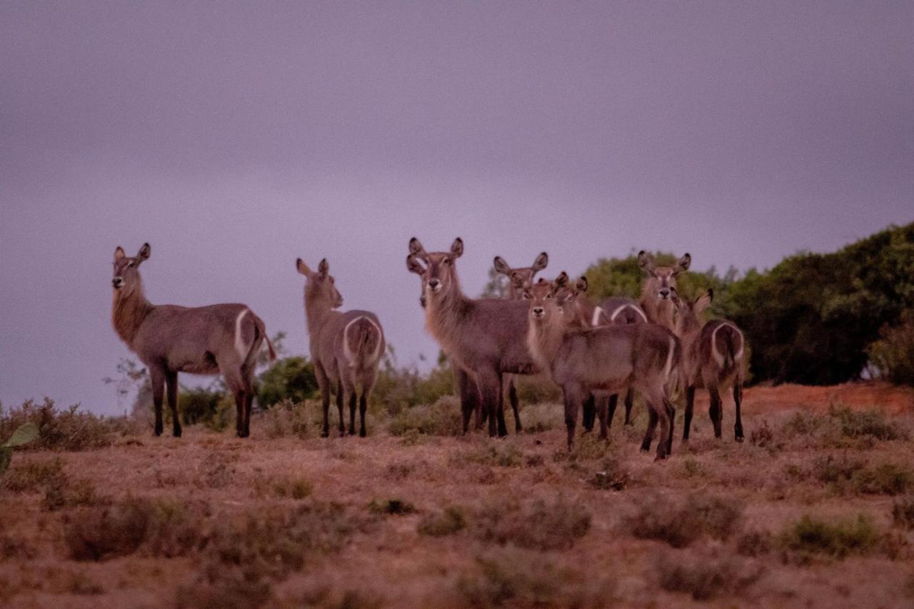 African Safari Lodge Grahamstown Kültér fotó