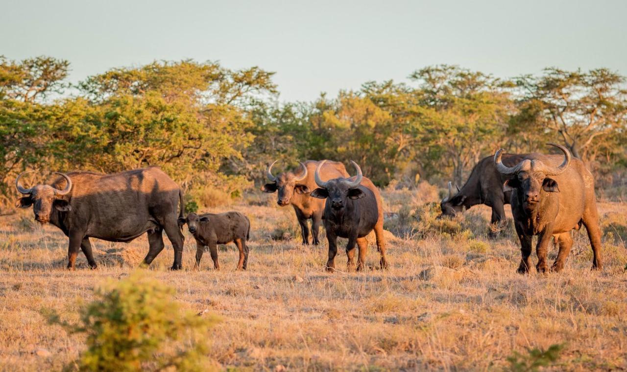 African Safari Lodge Grahamstown Kültér fotó